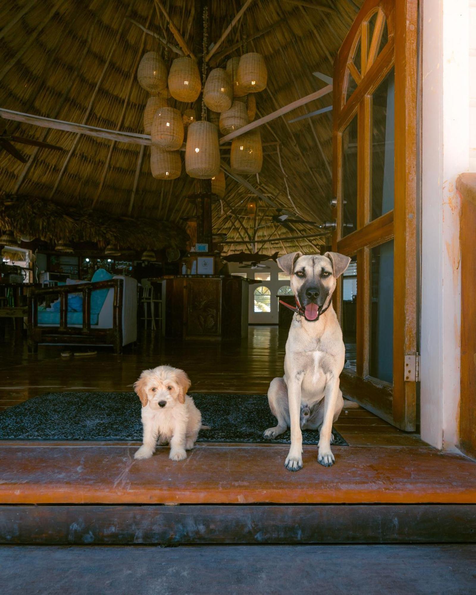 Thatch Caye Resort A Muy'Ono Resort Hopkins Eksteriør billede